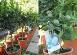 Citrus myrtifolia Chinotto / Mirtuszlevelű törpenarancs